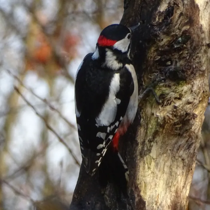 Spotted Great Spotted Woodpecker
