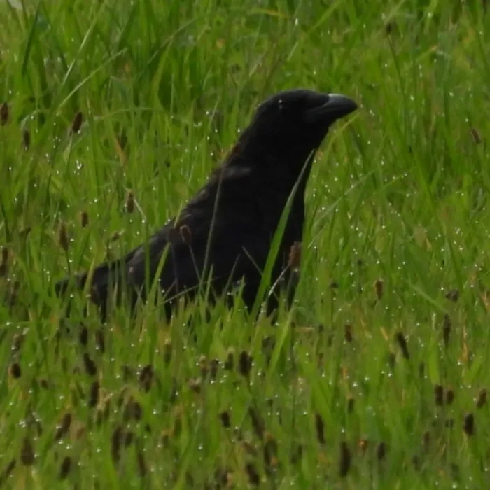 Spotted Carrion Crow