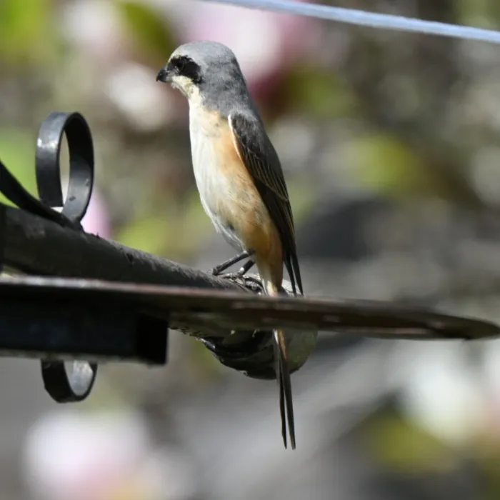 Spotted Gray-backed Shrike