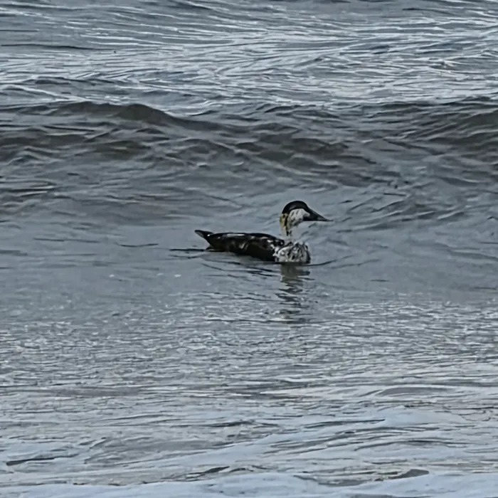 Waargenomen Eider