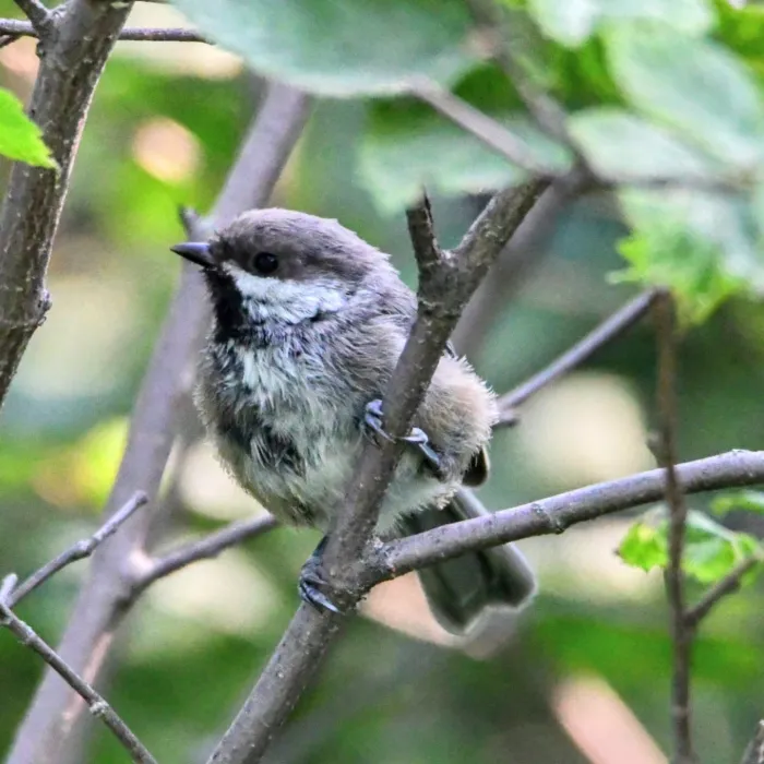Spotted Boreal Chickadee