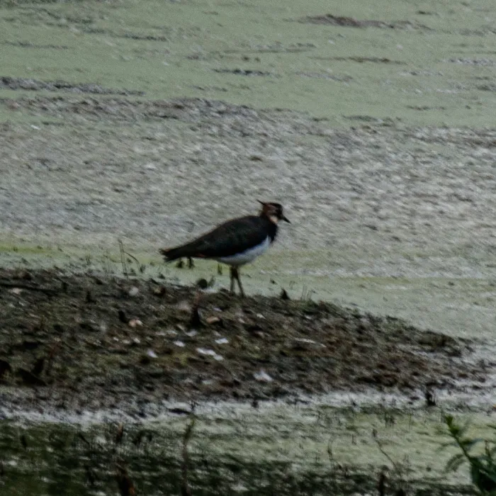 Northern Lapwing