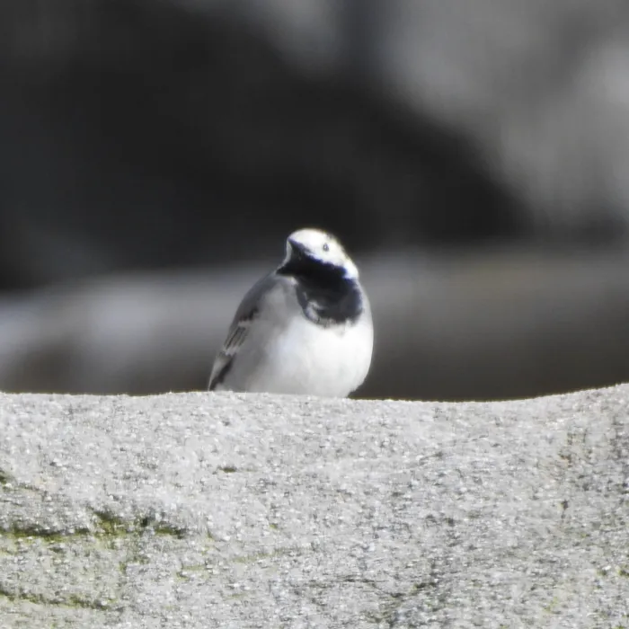 White Wagtail