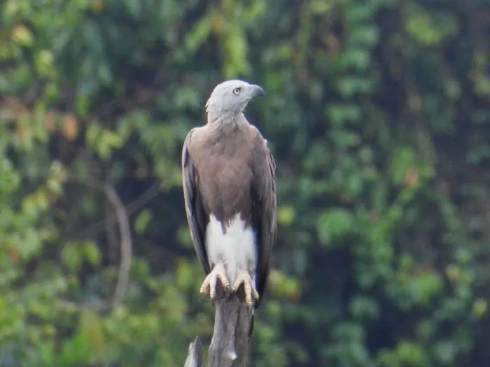 Gespotte Grote rivierarend
