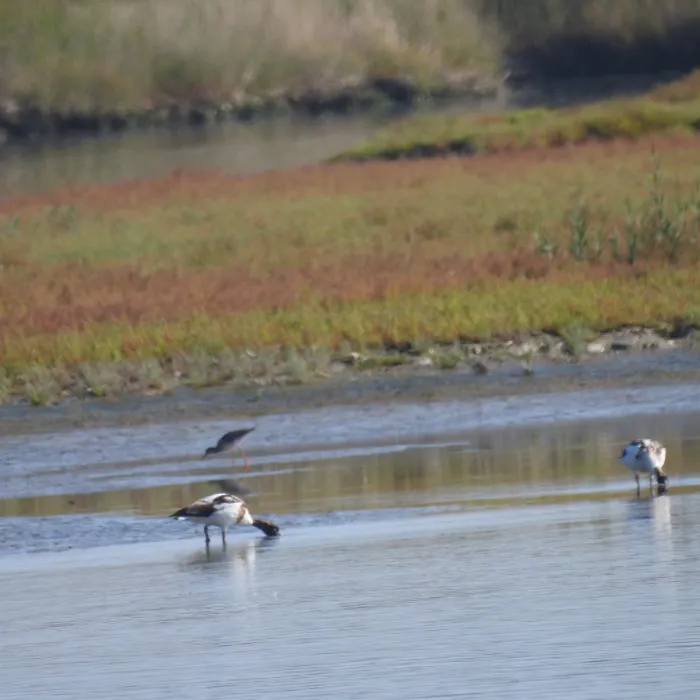 Common Redshank
