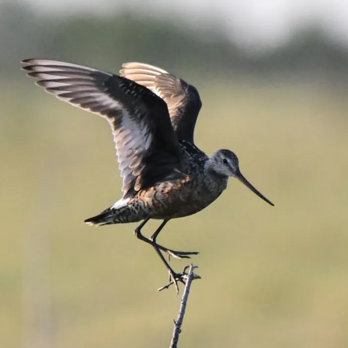 Spotted Hudsonian Godwit