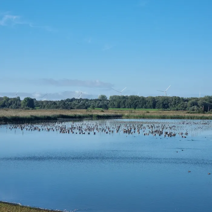 Waargenomen Grauwe gans