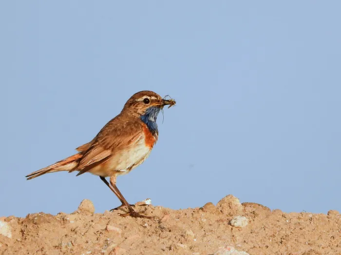 Spotted Bluethroat