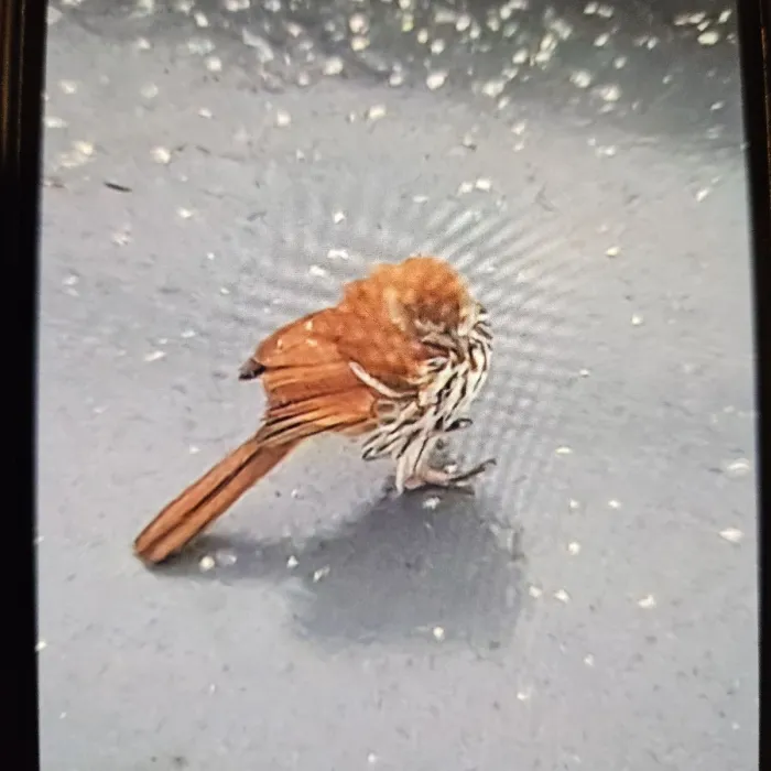 Spotted Brown Thrasher