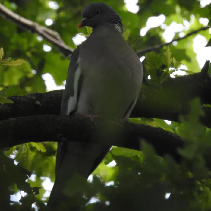 Spotted Common Wood-Pigeon