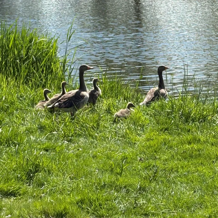 Spotted Graylag Goose