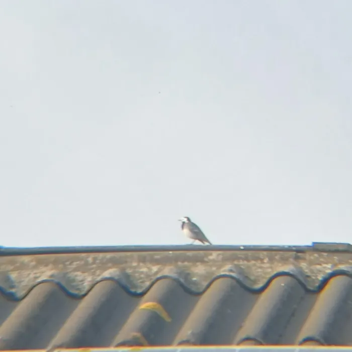 White Wagtail