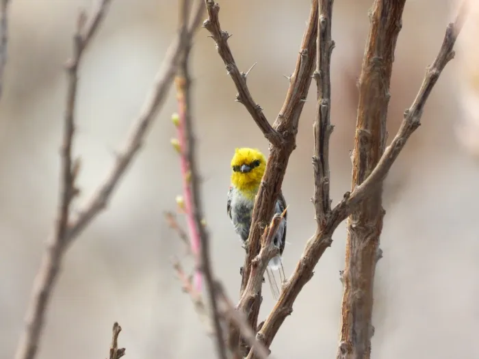 Spotted Verdin