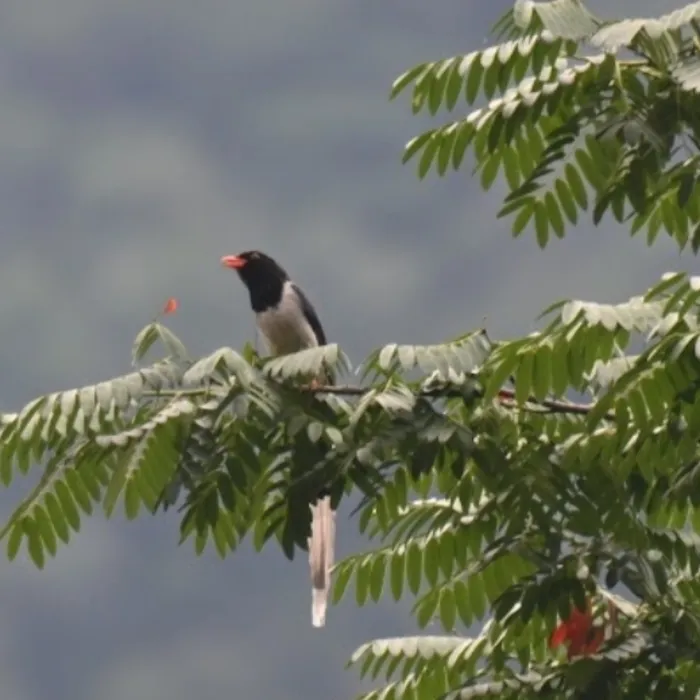 Spotted Red-billed Blue-Magpie