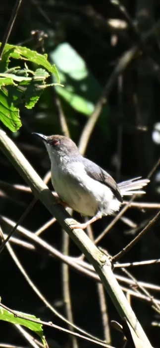 Waargenomen Grijze apalis