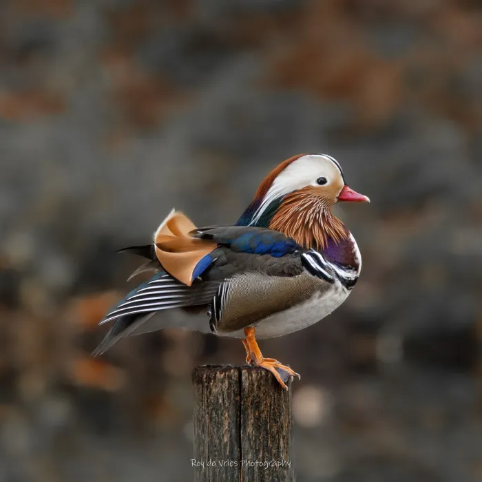 Gespotte Mandarijneend