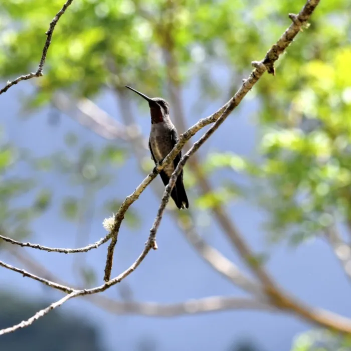 Gespotte Vonkkeelkolibrie