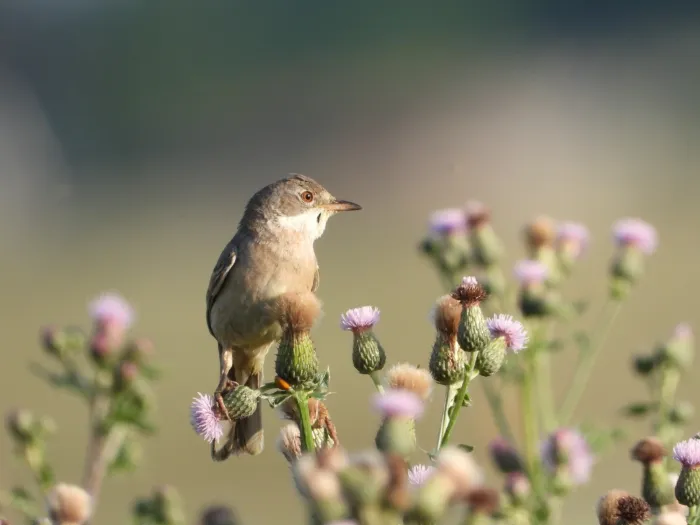 Spotted Greater Whitethroat