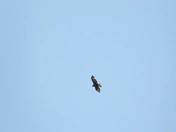 Spotted European Honey-buzzard