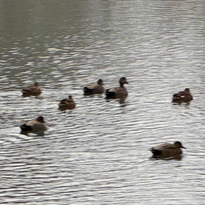 Spotted Gadwall