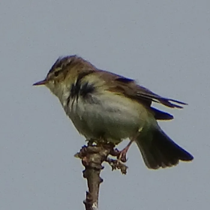 Spotted Willow Warbler