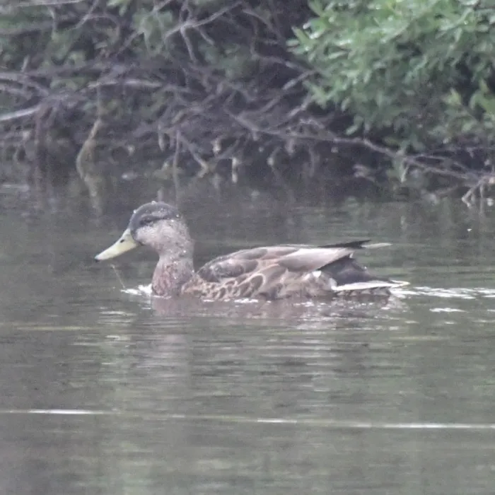 Spotted American Black Duck