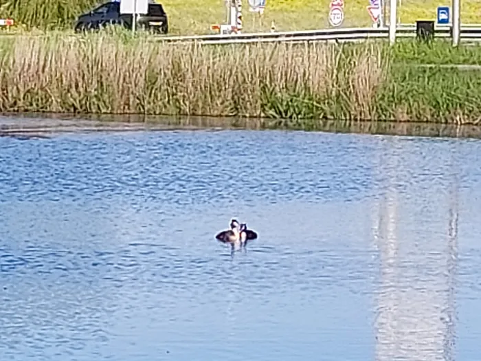 Spotted Great Crested Grebe