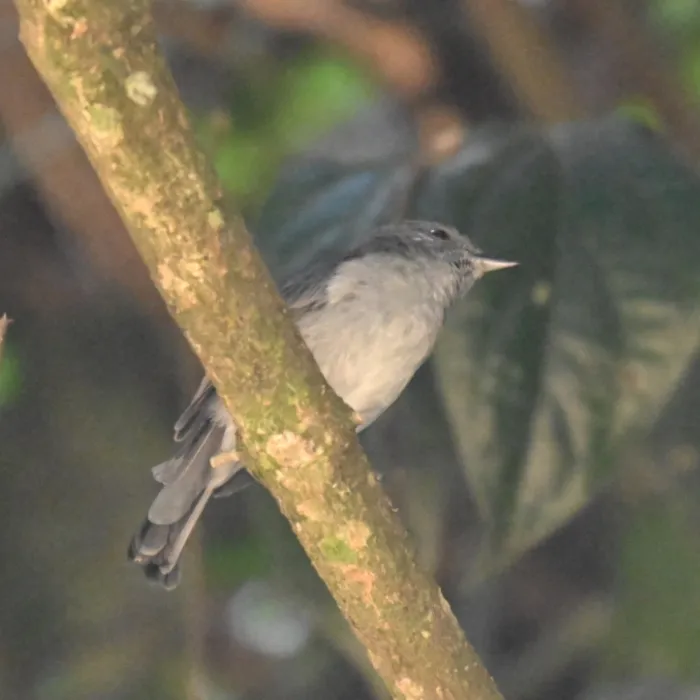 Spotted Gray Tit-Flycatcher