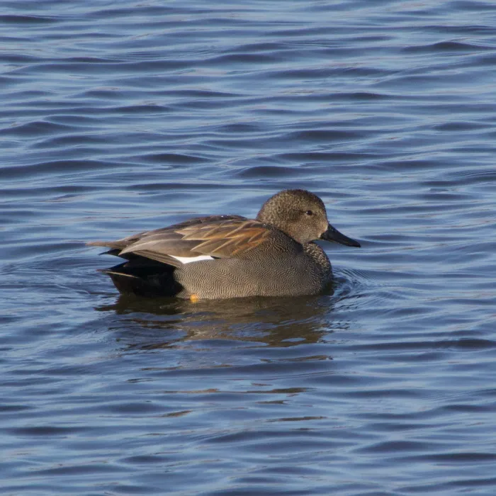 Spotted Gadwall