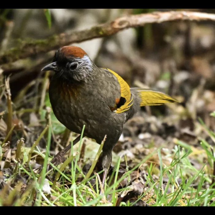 Gespotte Zilveroorlijstergaai