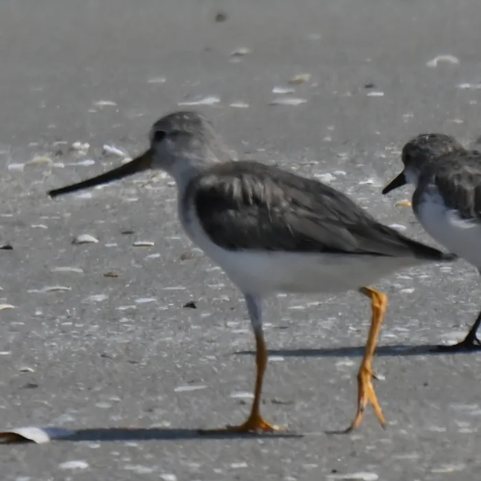 Gespotte Terekruiter