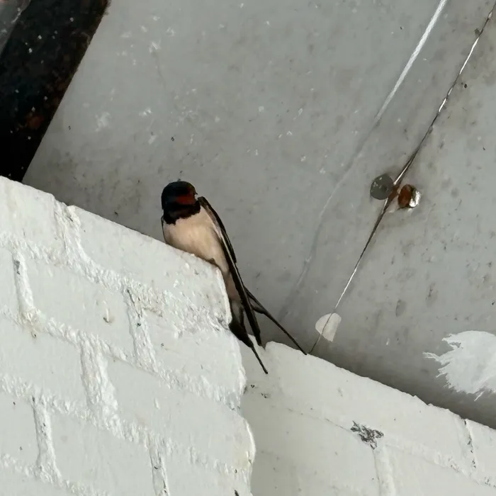 Spotted Barn Swallow