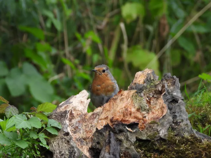 Spotted European Robin