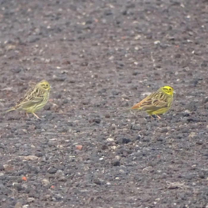 Spotted Yellowhammer