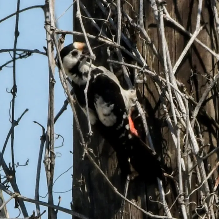 Spotted Syrian Woodpecker