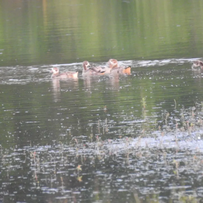 Spotted Egyptian Goose