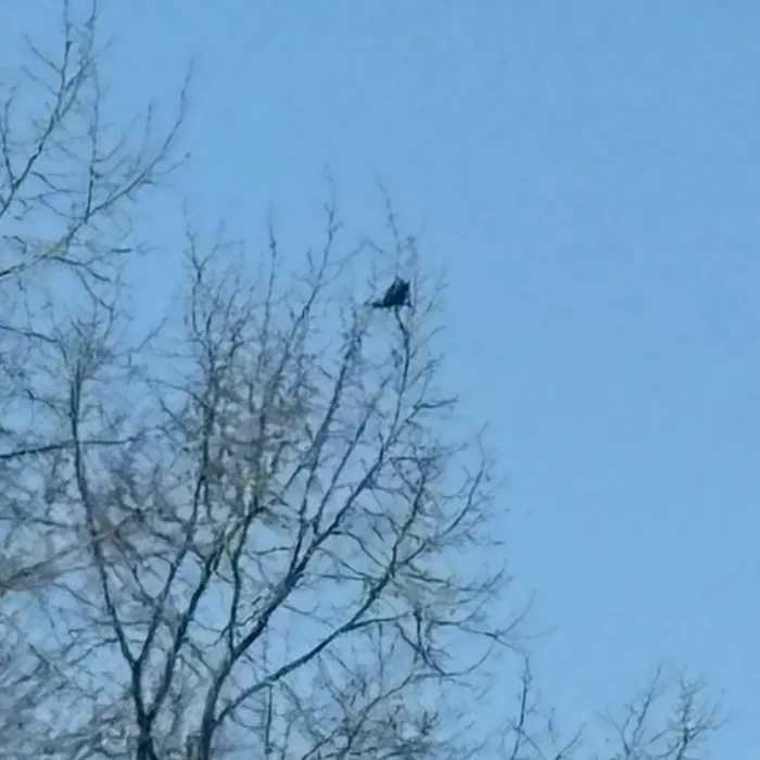Spotted Common Buzzard