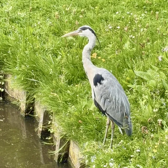 Waargenomen Blauwe reiger