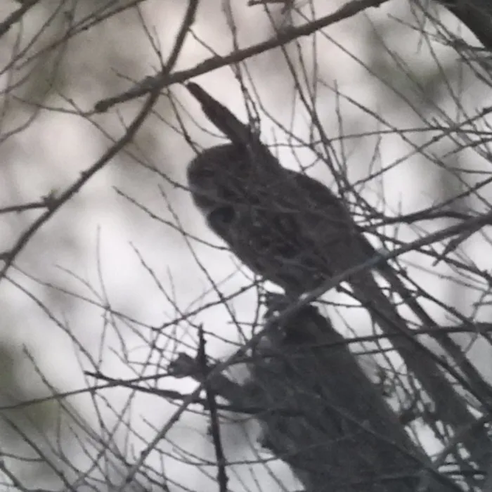 Spotted Little Owl