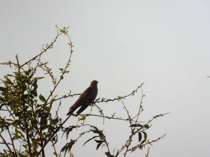 Spotted Common Cuckoo