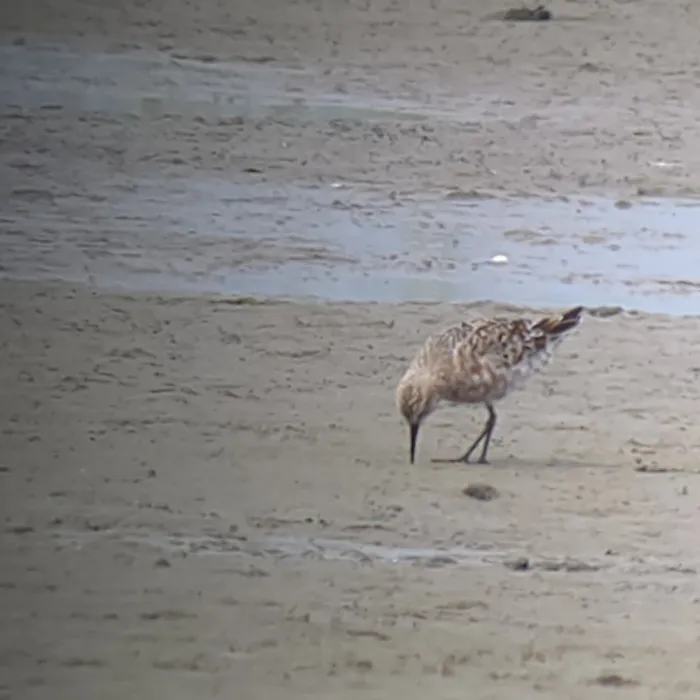 Spotted Curlew Sandpiper