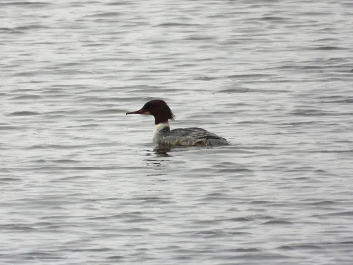 Spotted Common Merganser