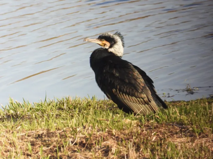 Gespotte Aalscholver