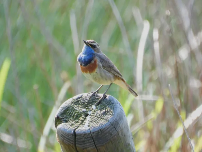 Waargenomen Blauwborst