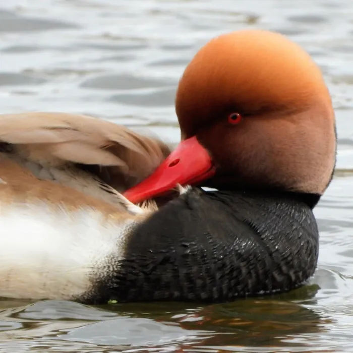 Spotted Red-crested Pochard