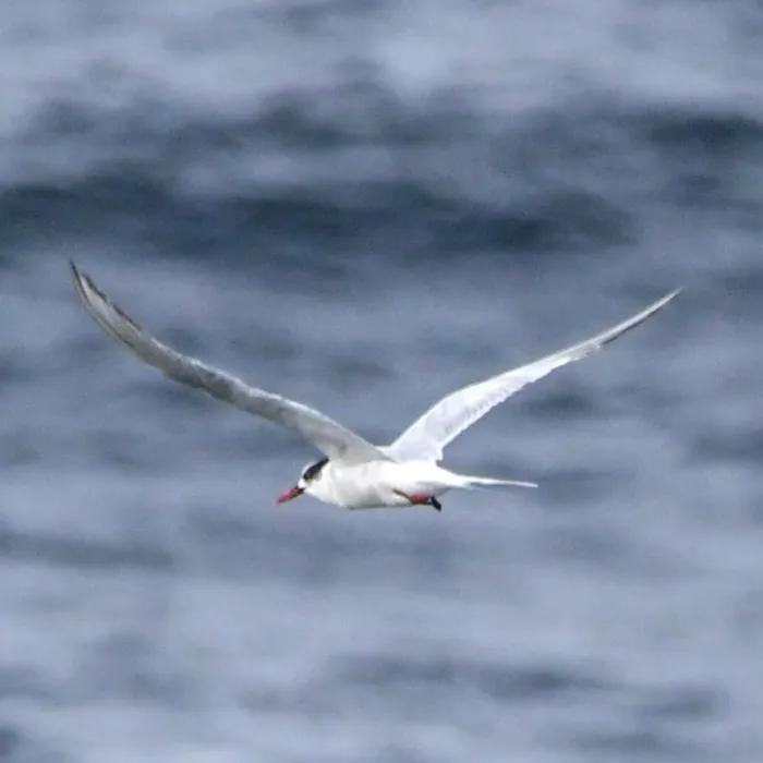 Spotted South American Tern