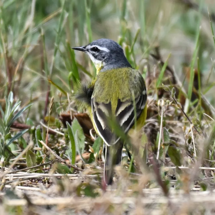 Spotted Western Yellow Wagtail