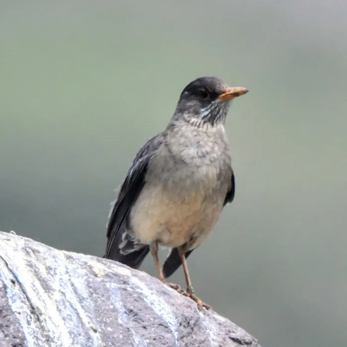 Spotted Austral Thrush