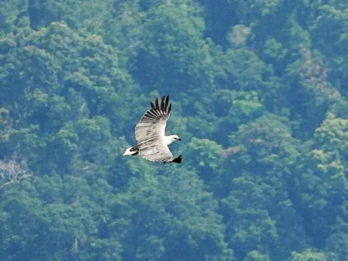 Gespotte Witbuikzeearend