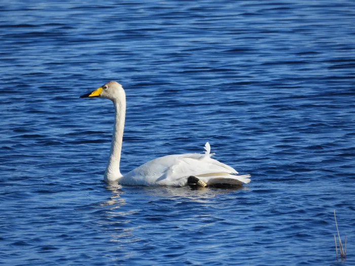 Gespotte Wilde zwaan